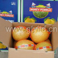 Fresh New Honey Pomelo 2